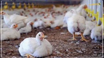 تحديث عاجل.. أسعار الفراخ البيضاء اليوم في بورصة الدواجن تخالف التوقعات مفاجأة جديدة للمستهلكين 1